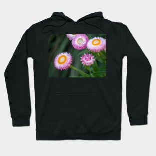 Paper Daisies In Full Bloom Hoodie